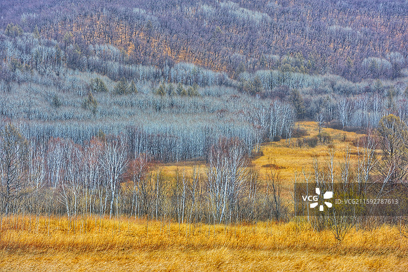 内蒙古呼伦贝尔阿荣旗库伦沟林场图片素材