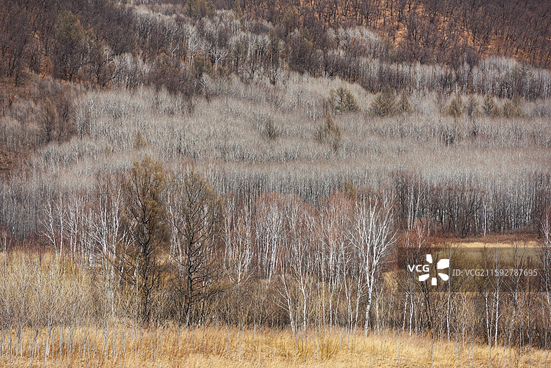 内蒙古呼伦贝尔阿荣旗库伦沟林场图片素材