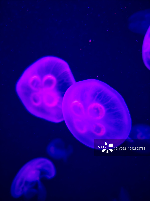 海洋鱼类图片素材