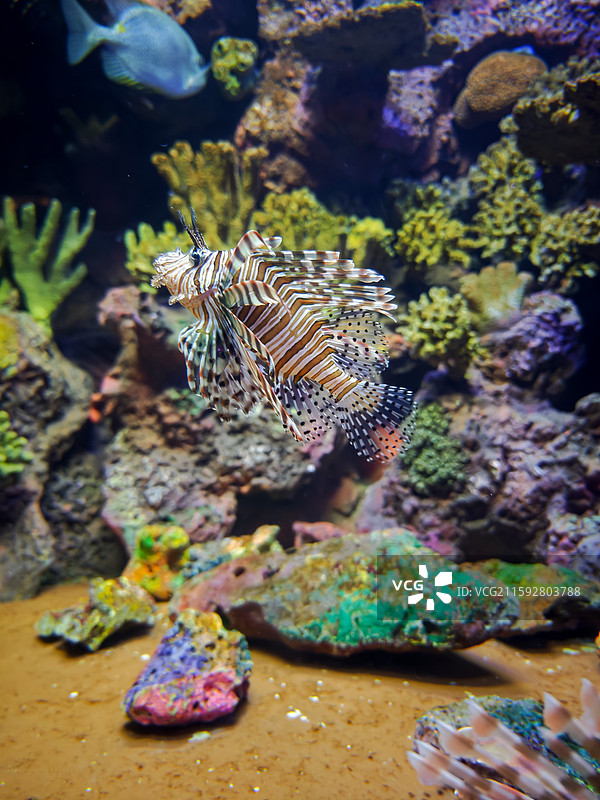 海洋鱼类图片素材