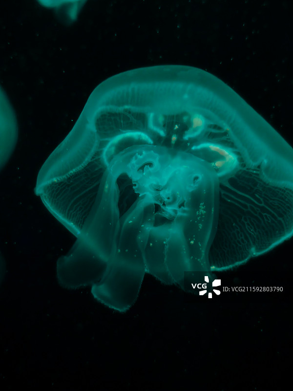 海洋鱼类图片素材