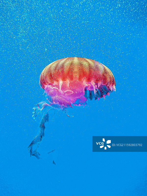 海洋鱼类图片素材