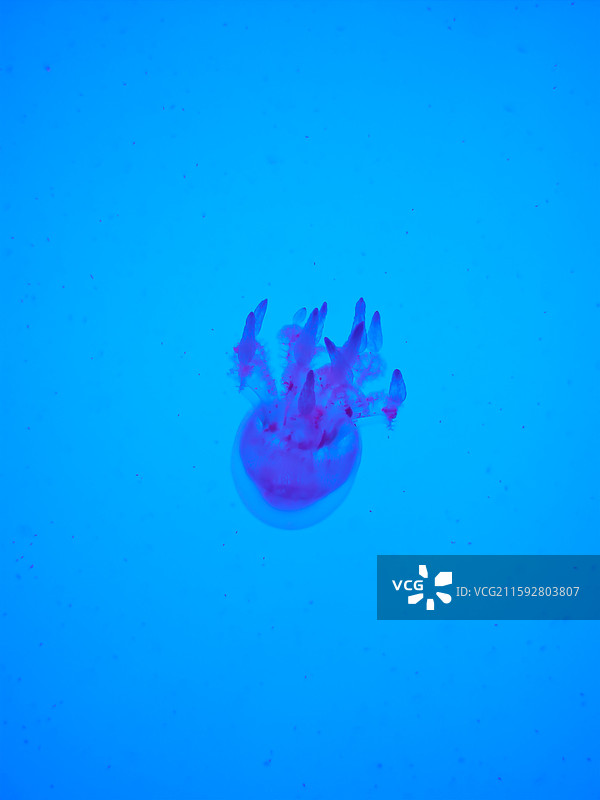 海洋鱼类图片素材