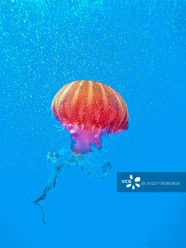 海洋鱼类图片素材