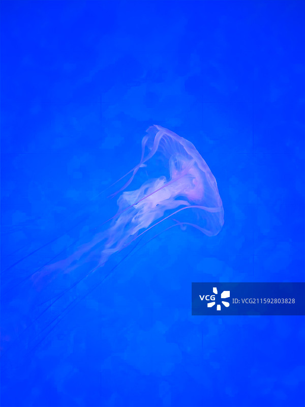 海洋鱼类图片素材