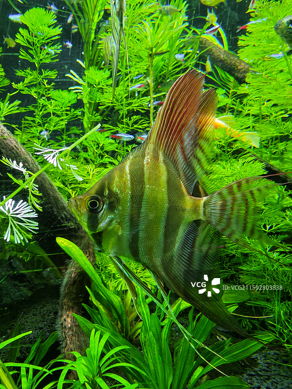 海洋鱼类图片素材