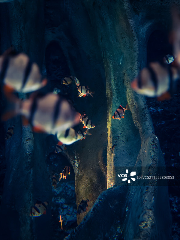 海洋鱼类图片素材