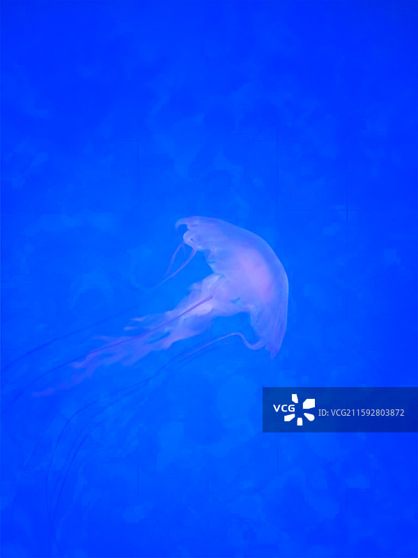 海洋鱼类图片素材