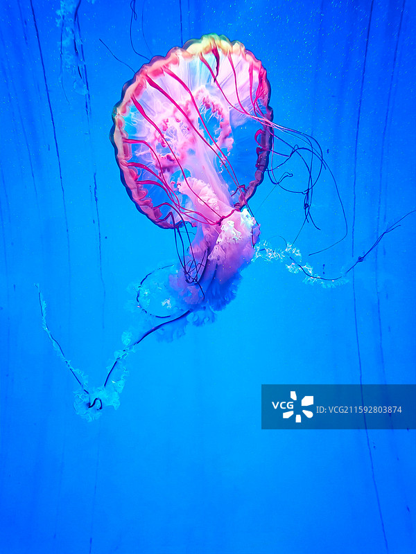 海洋鱼类图片素材