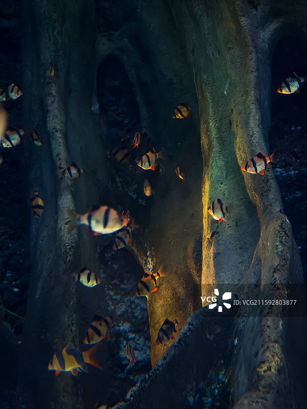 海洋鱼类图片素材