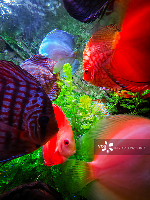 海洋鱼类图片素材