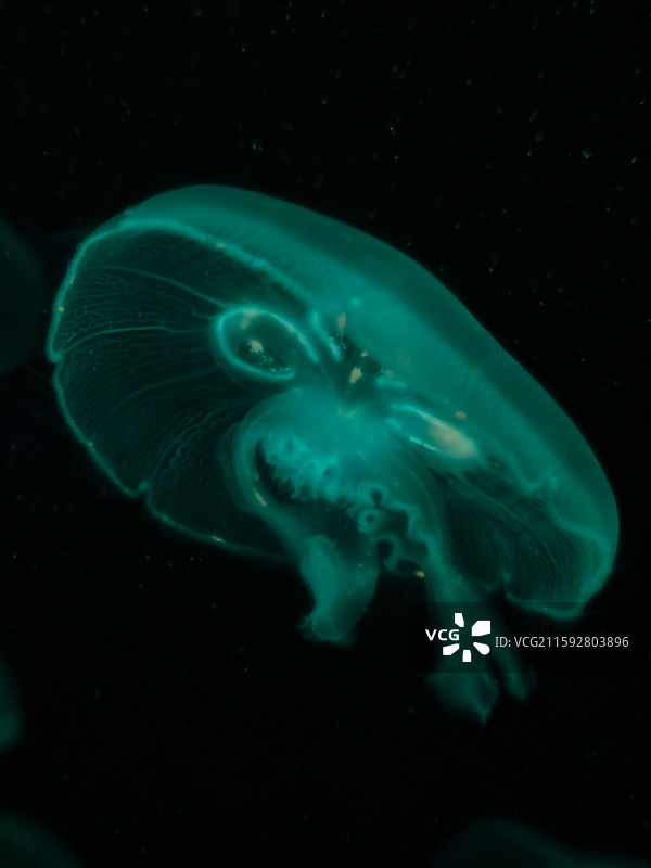 海洋鱼类图片素材