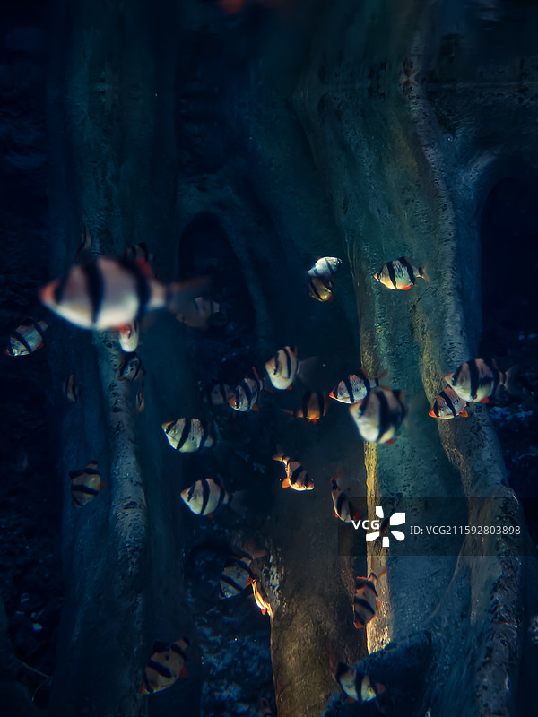 海洋鱼类图片素材