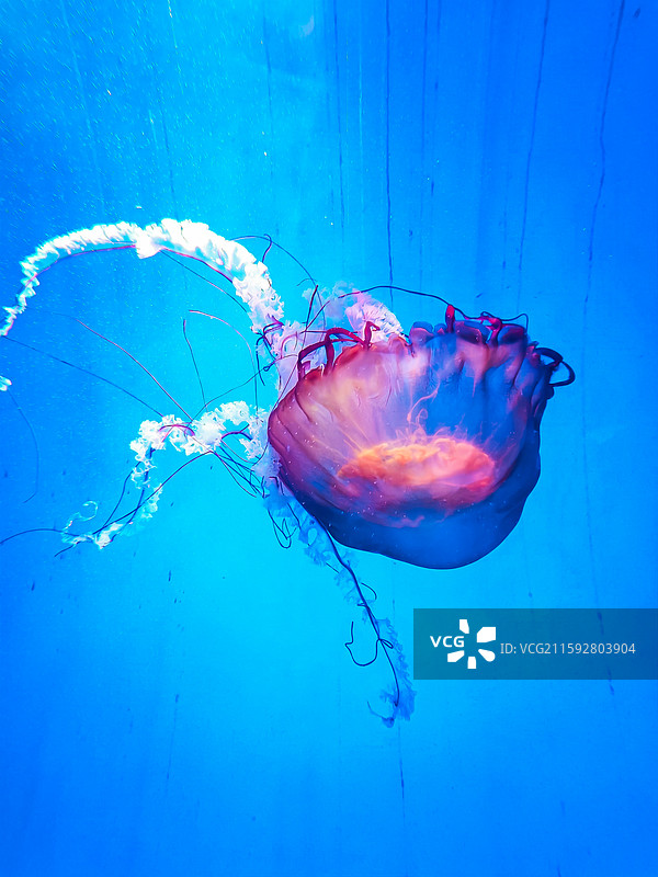 海洋鱼类图片素材