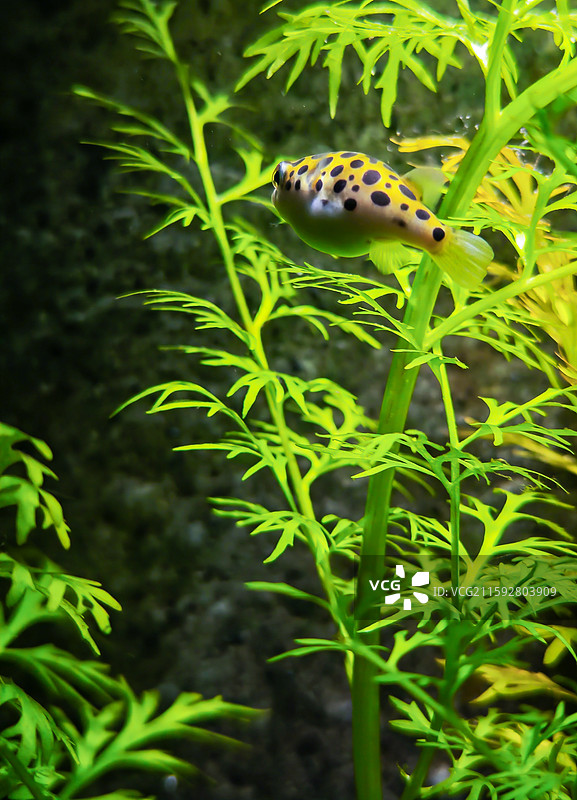 海洋鱼类图片素材