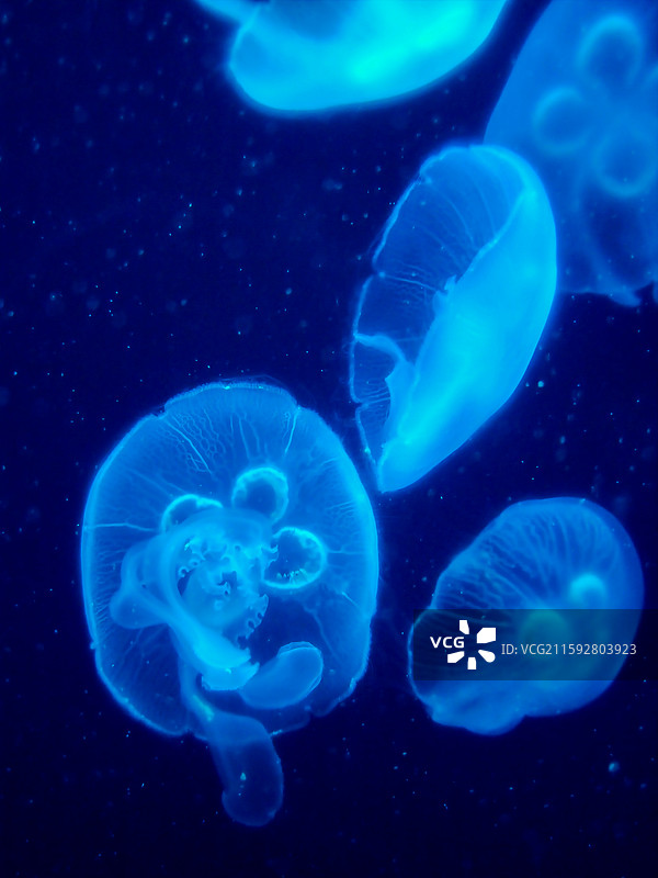 海洋鱼类图片素材