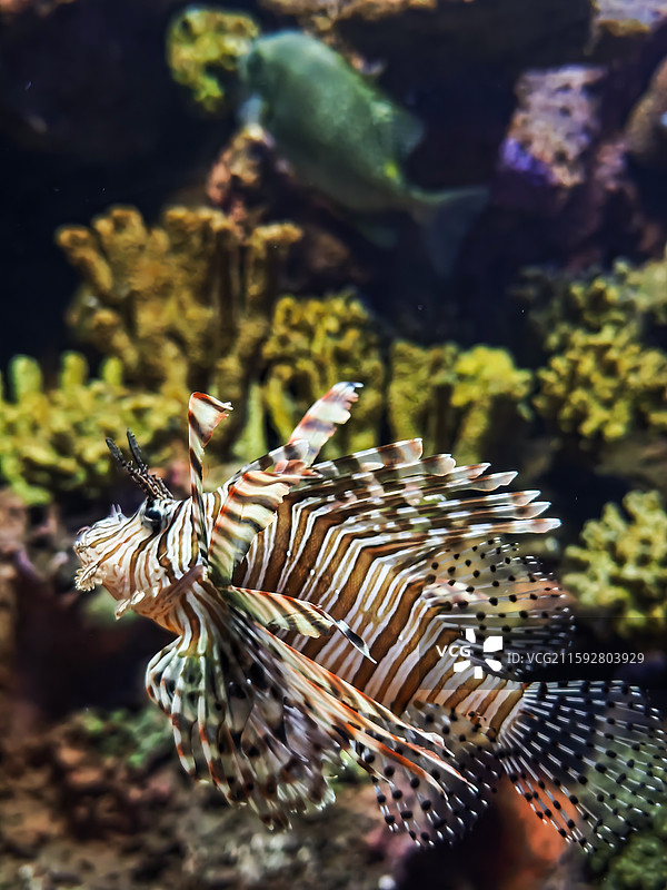 海洋鱼类图片素材