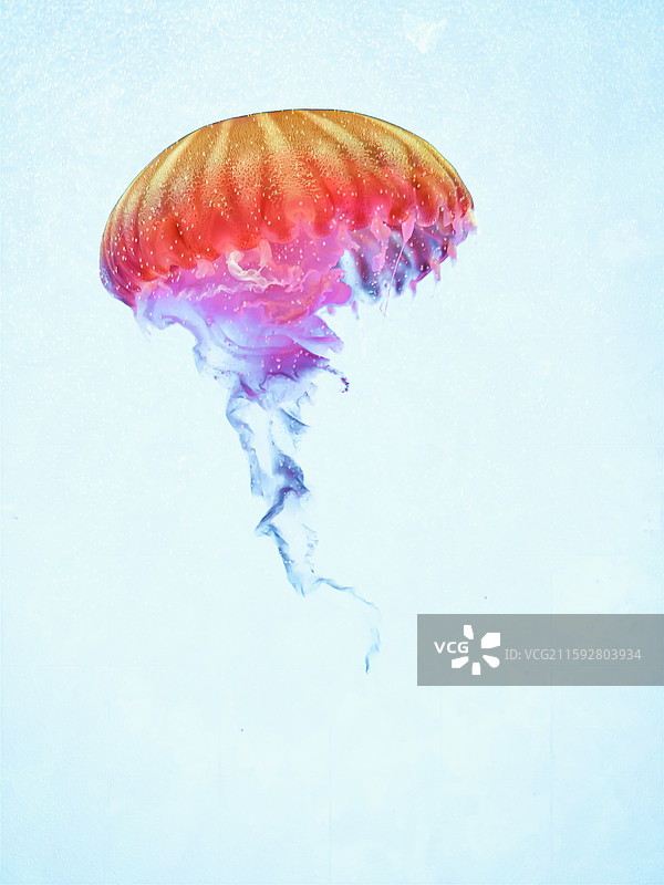 海洋鱼类图片素材