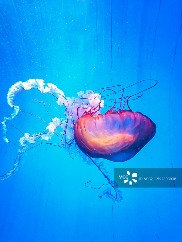 海洋鱼类图片素材