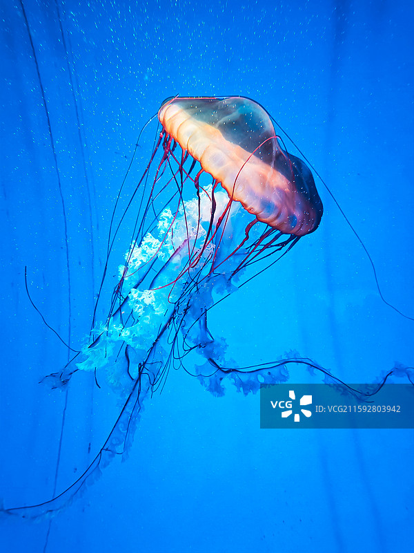 海洋鱼类图片素材