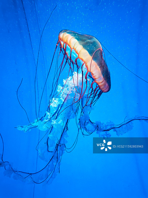 海洋鱼类图片素材