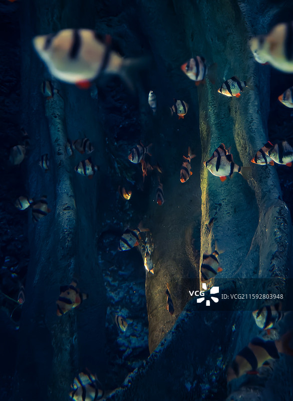 海洋鱼类图片素材