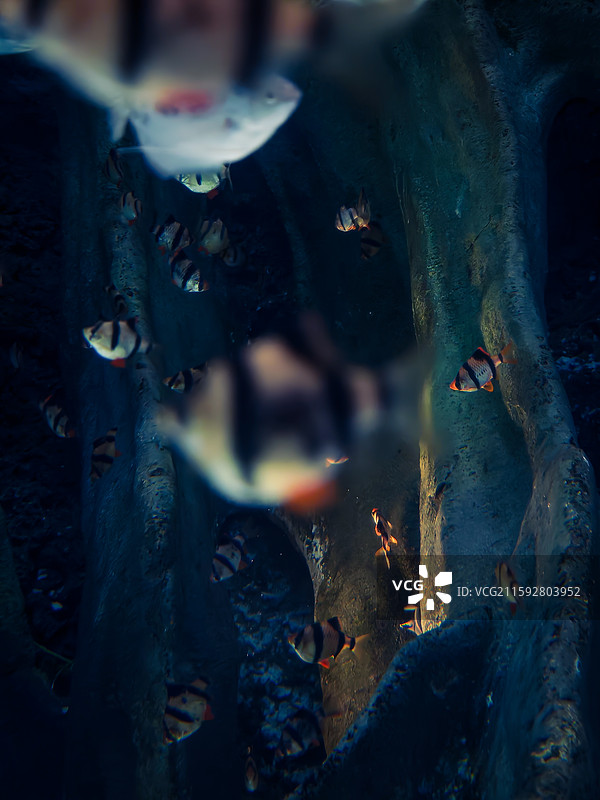 海洋鱼类图片素材