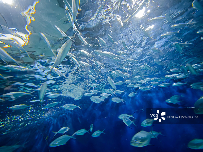 海洋鱼类图片素材