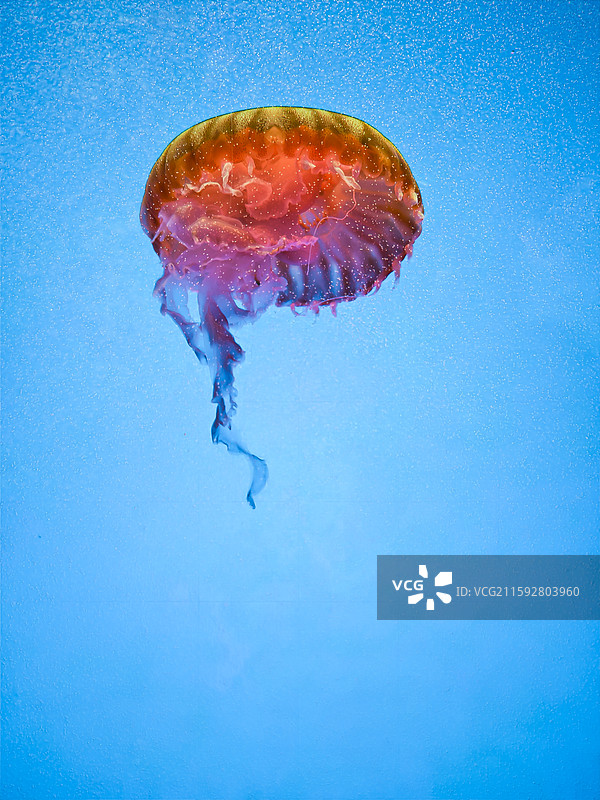 海洋鱼类图片素材