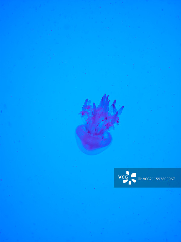 海洋鱼类图片素材