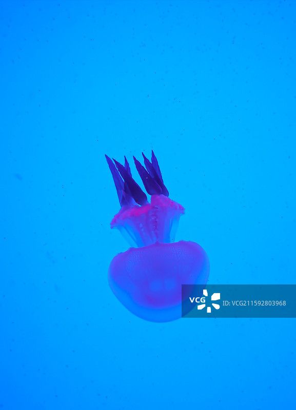 海洋鱼类图片素材