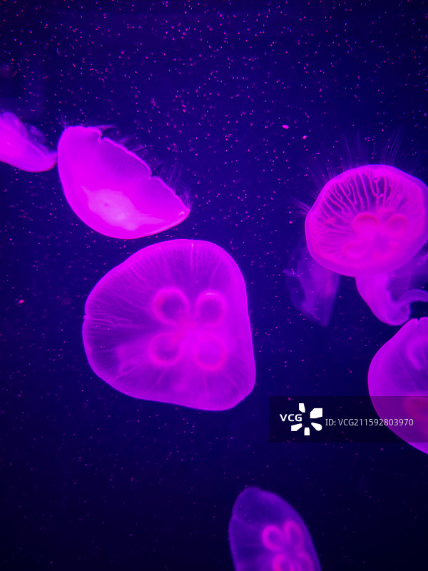 海洋鱼类图片素材