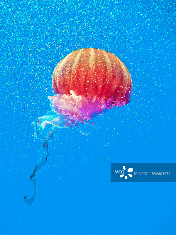 海洋鱼类图片素材