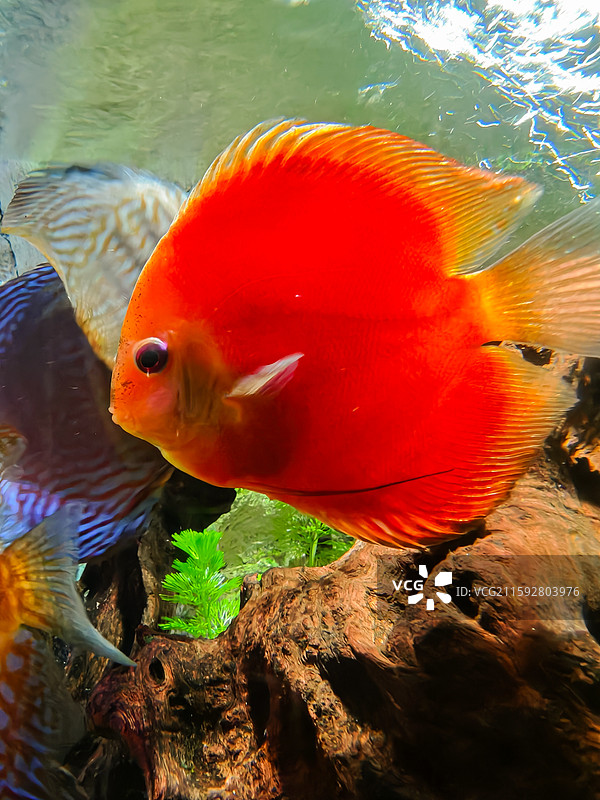 海洋鱼类图片素材