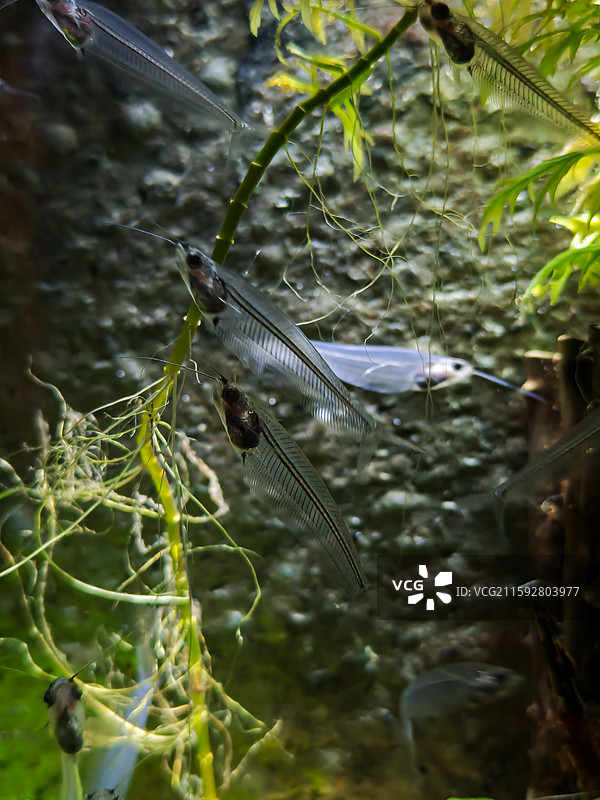 海洋鱼类图片素材