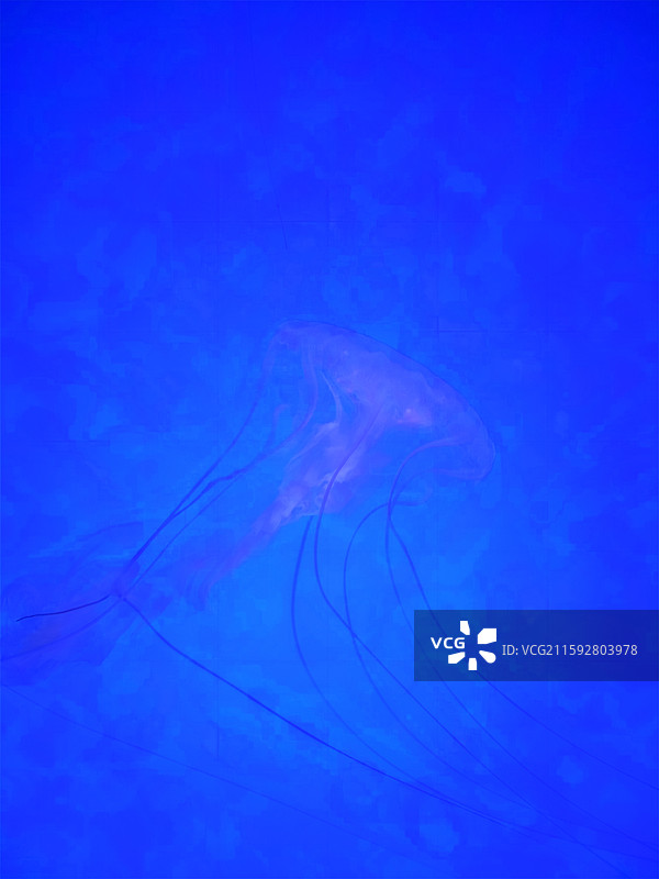 海洋鱼类图片素材