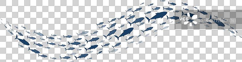 海洋金枪鱼鱼群图片素材