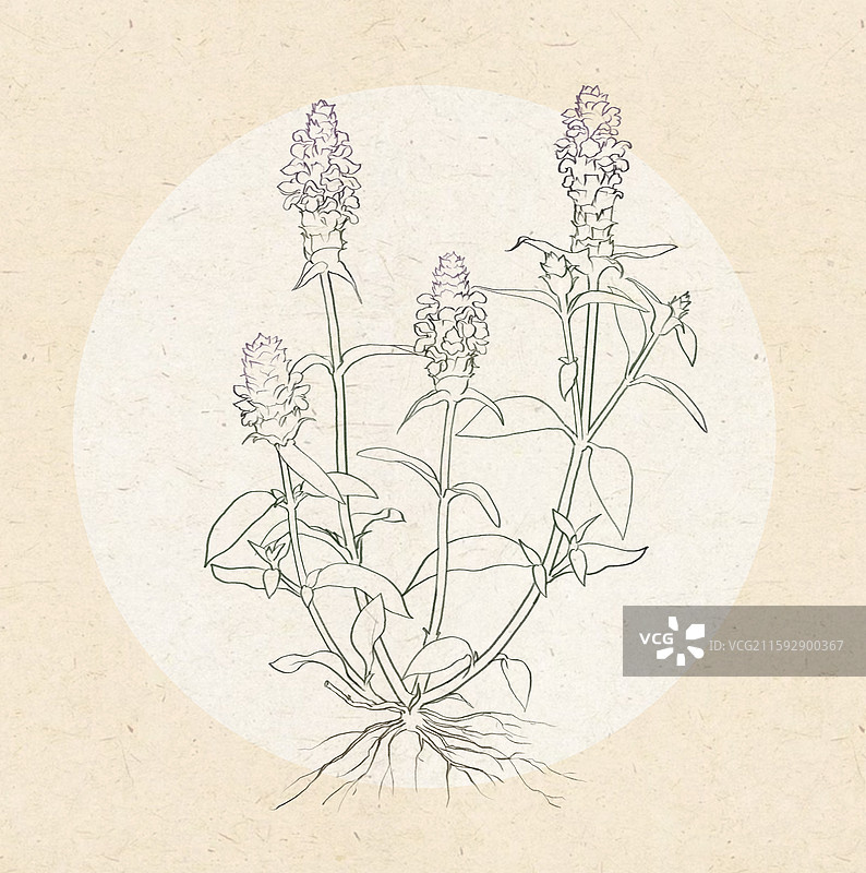 夏枯草线稿图片素材