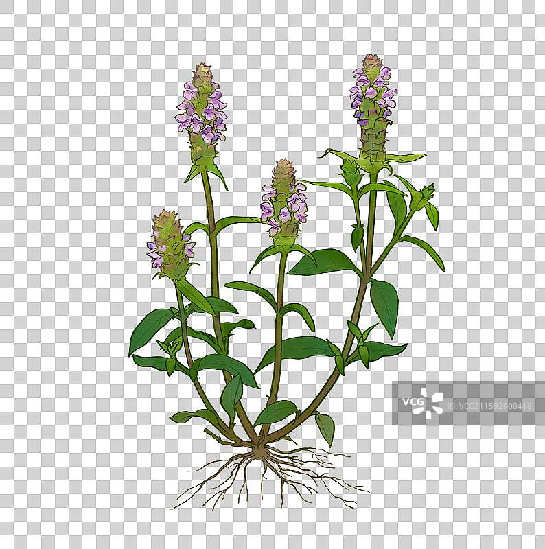 夏枯草图片素材