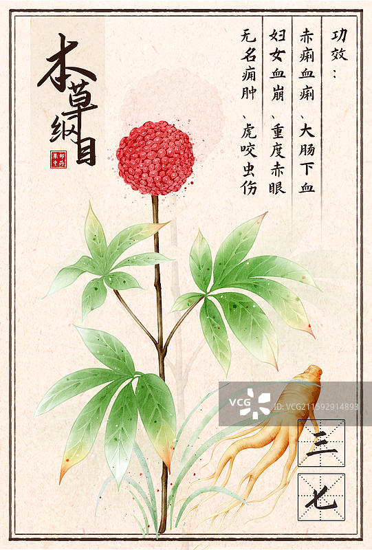 手绘本草纲目插画草部三七图片素材