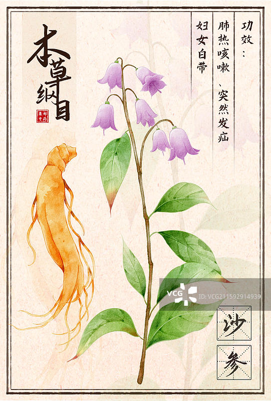 手绘本草纲目插画草部沙参图片素材