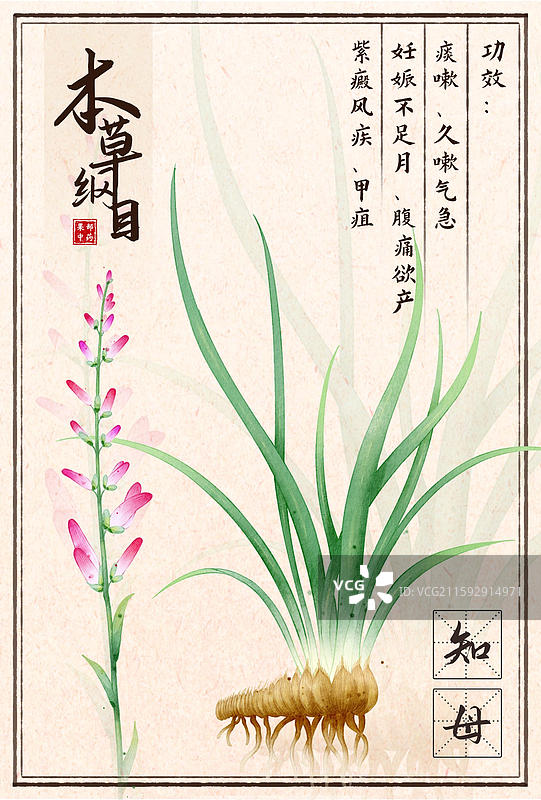 手绘本草纲目插画草部知母图片素材