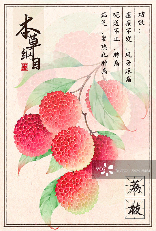 手绘插画本草纲目果部荔枝图片素材