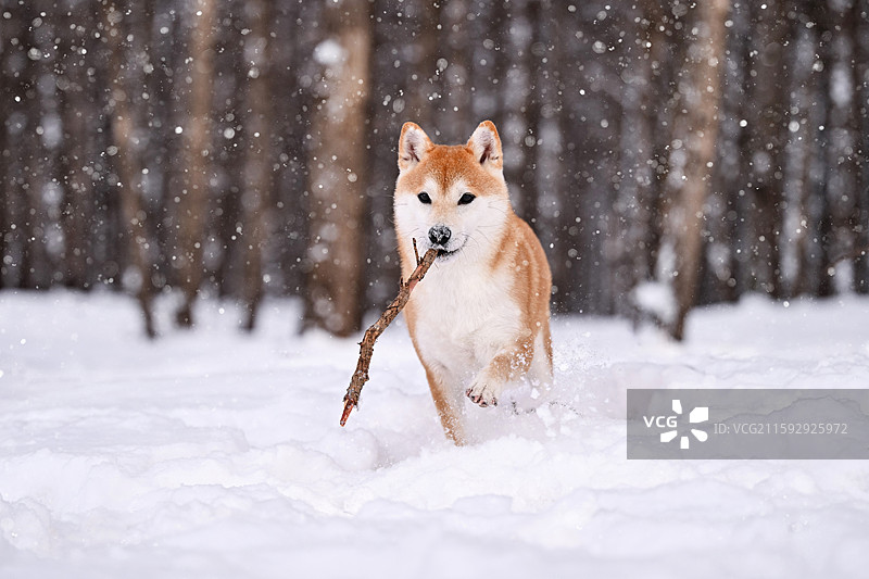 雪地里的柴犬图片素材