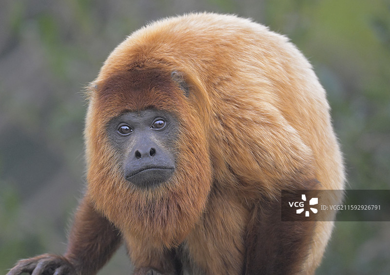 肖像(红吼猴)图片素材