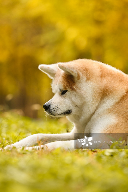 秋景中的秋田犬图片素材
