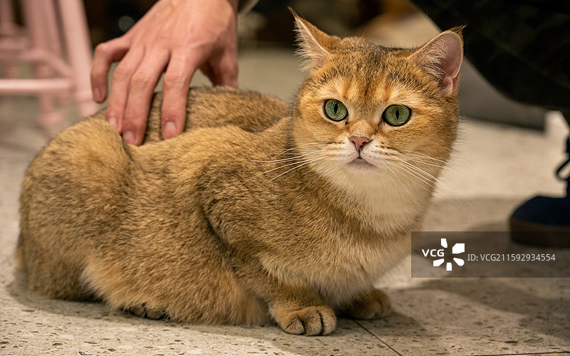 可爱的猫猫图片素材