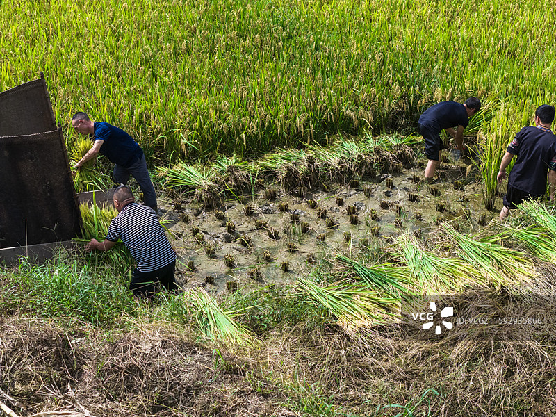 富硒贡米湖北宣恩县木笼寨古村寨千丘水稻丰收景象图片素材