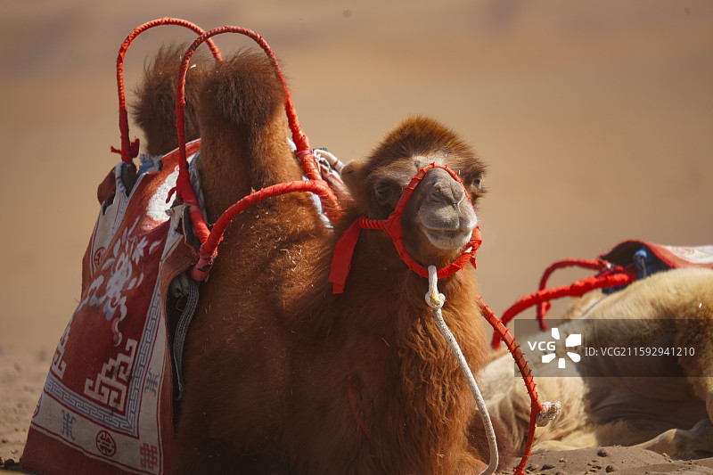 闲适的骆驼图片素材