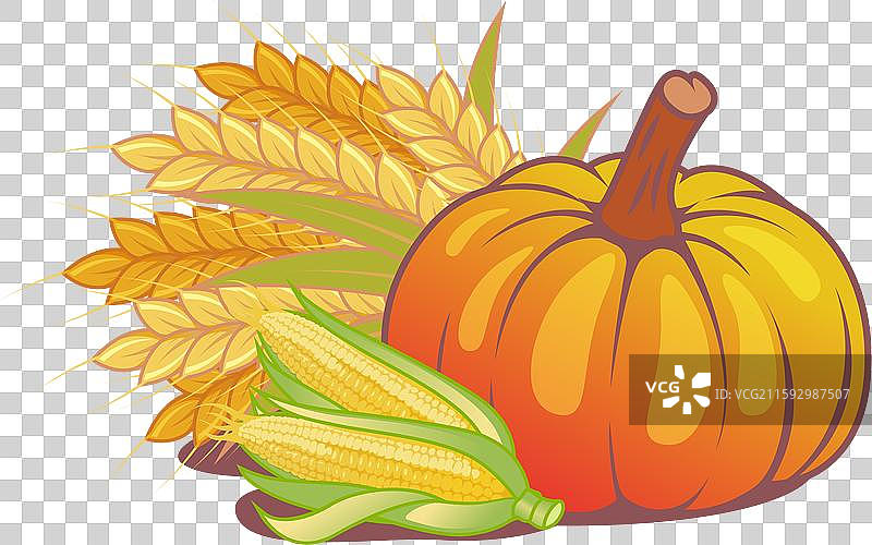 丰收的南瓜玉米和麦穗图片素材